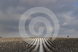 Winter vineyard near Mikulov, Palava region, Southern Moravia, Czech Republic