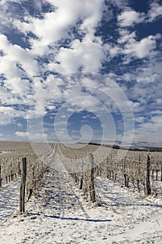 Winter vineyard near Mikulov, Palava region, Southern Moravia, Czech Republic