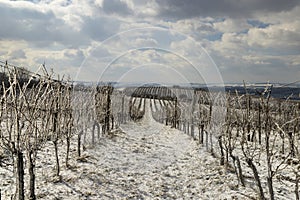 Winter vineyard near Mikulov, Palava region, Southern Moravia, Czech Republic photo