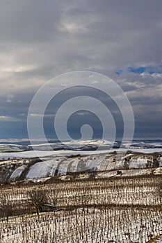 Winter vineyard near Mutenice, Southern Moravia, Czech Republic