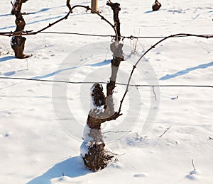 Winter in vineyard, Piedmont, Italy
