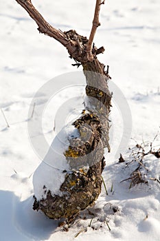 Winter in vineyard, Piedmont, Italy