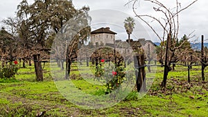 Winter Vineyard with Red Roses