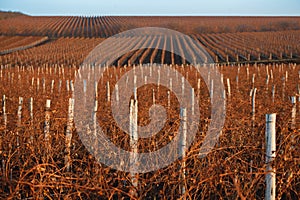 Winter vineyard with reddish brunches at sunset