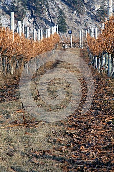 Winter Vineyard scene