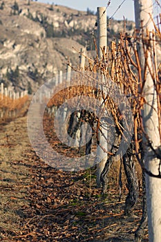 Winter vineyard with shallow focus