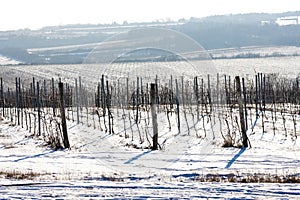 winter vineyard, Southern Moravia, Czech Republic