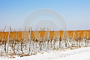 winter vineyard, Southern Moravia, Czech Republic