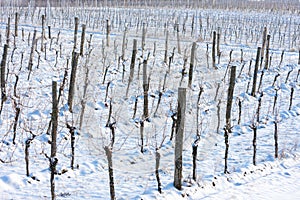 winter vineyard, Southern Moravia, Czech Republic