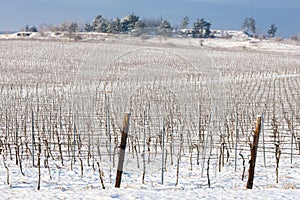 winter vineyard, Southern Moravia, Czech Republic