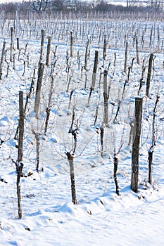 winter vineyard, Southern Moravia, Czech Republic