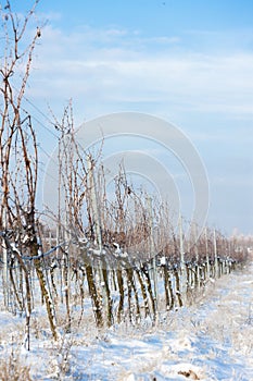 winter vineyard, Southern Moravia, Czech Republic