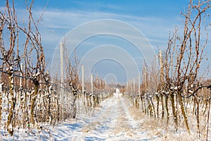 winter vineyard, Southern Moravia, Czech Republic
