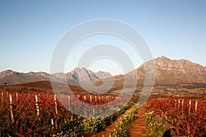 Winter vineyard at sunset with mountains and clear sky