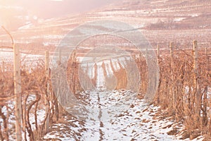 Winter vineyard sunset