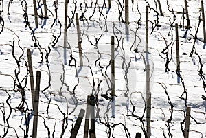 Winter vineyards photo