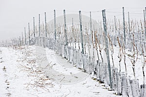 winter vineyards, Eko Hnizdo, Czech Republic