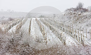 winter vineyards, Eko Hnizdo, Czech Republic