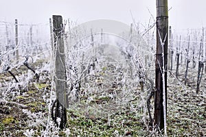 Winter vineyards with hoarfrost in the fog