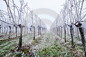 Winter vineyards with hoarfrost and fog