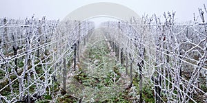 Winter vineyards with hoarfrost in the fog