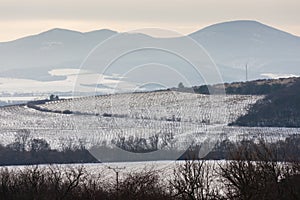 winter vineyards near Velka Trna, Tokaj wine region, Slovakia