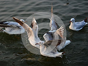 Winter visiter seagulls on Ganges River at Benaras photo