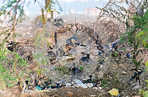 Winter Visitors Rosy Starling or Rosy Pastor Pastor roseus