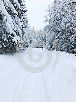 A winter walk in the mountains. The landscape covered with snow is impressive. Coniferous forest