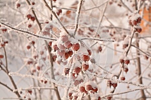 Winter Sibiria frozen hoar frost fruits red apples tree snow branches