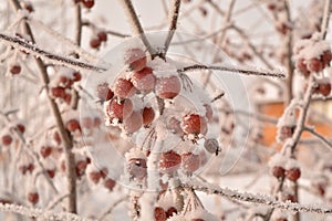 Winter Sibiria frozen hoar frost fruits red apples tree snow branches