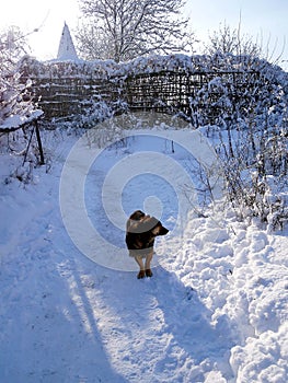 Winter walk of a yellow dog, winter color