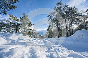 Winter walking path through snow along evergreen trees in Austrian Alps at Mieming, Tyrol, Austria