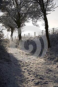 Winter walks in down a snow covered lane.