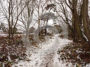 winter walkway path through forest snow covered floor trees