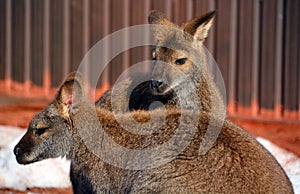 In winter wallaby is any animal belonging to the family Macropodidae