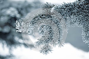 Spruce branches in the snow in winter