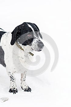 Winter Watchfulness Dog