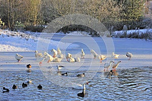 Winter waterside birds