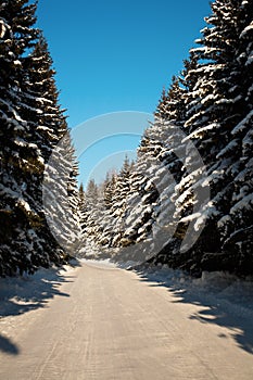Winter way trough forest