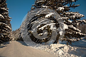 Winter way trough forest