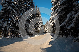 Winter way trough forest