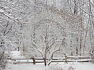 Winter weather covers trees, leaves, grass and cedar fence with snow