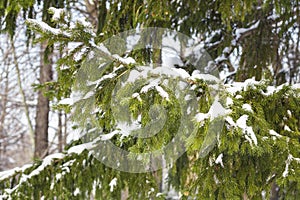 Winter weather in Siberia, Christmas tree in snow, holiday concept.Close-up of pine branch with snow