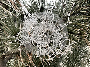 Winter weather. Temperature minus frost. The web was covered with ice. Frost patterns. Winter landscape.