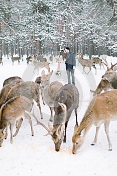 Winter wedding in snowy forest. Pretty bride in dress and groom walking in forest, standing and kissing, herd of deern