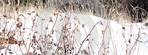 Winter Weeds Rhythm Against the Snow