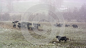 In winter Welsh Black is a dual-purpose breed of cattle native to Wales