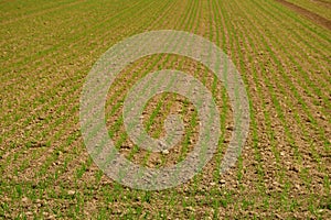 winter wheat on an acre in Germany