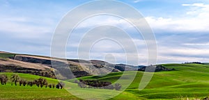 Winter Wheat Along the Hills South of The Dalles, Oregon